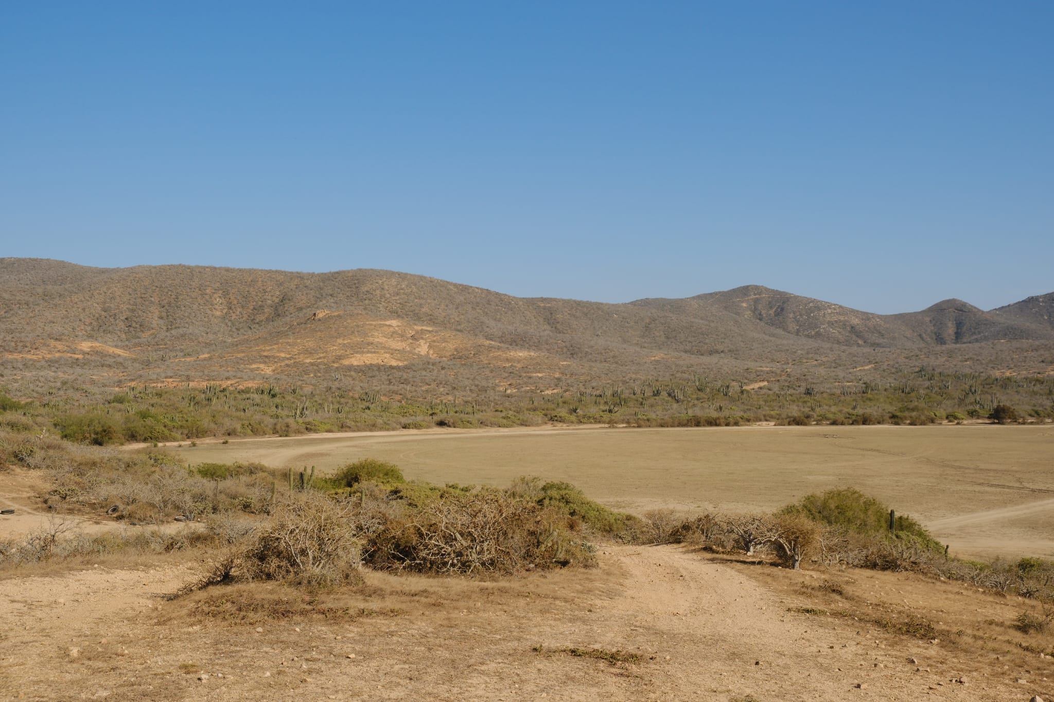 Montañas y vegetación desértica