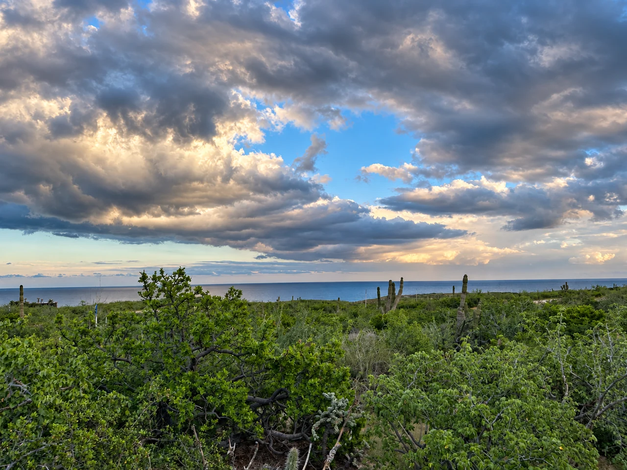 Paisaje costero con vegetación y cielo dramático